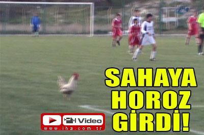 Sahaya Horoz Girdi!