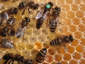 Ordu’da Ana Arı Sorunu