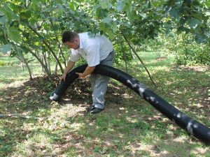Fındık Toplama Makinesi Ordu’ya Uymadı