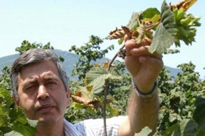 Fındık Deyip Geçmeyin