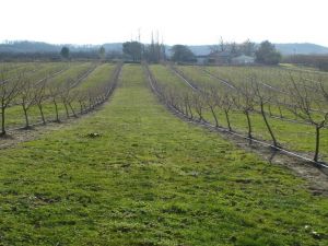 Fındıkta Makineli Tarım İçin ‘çift V’ Projesi