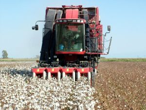 Çukobirlik Pamuk Alımına Hazır