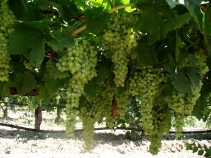 Türk Üzümünden Alınan Numune