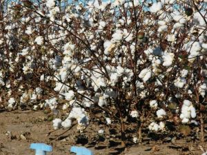 Bingöl’ün Pamuk Yorumu