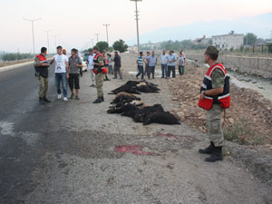 17 Keçi Bakın Nasıl Telef Oldu
