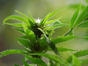 Uyuşturucu Madde, İmal Ve Ticareti Suçundan Tutuklandı