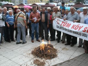Ordu’da Üreticiler Fındık Yaktı
