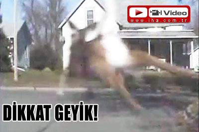 Dikkat Geyik!