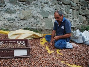 İlaçlama Yapılmayan Fındık Zarara Uğrattı