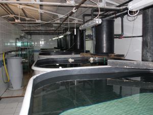 Körfez Balıklanıyor