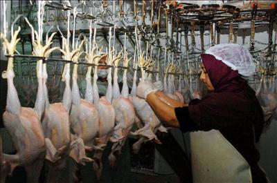 Tavukları Uzak Doğuya İhraç Ediyor