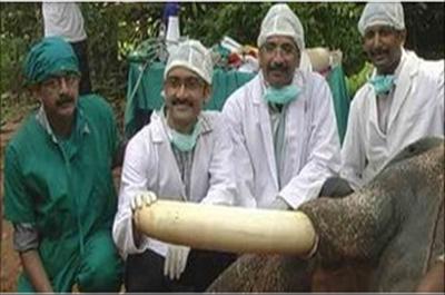 Yıllardır Ağrı Çeken Filin Dişi Tedavi Edildi