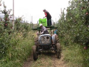 Sammey’de Meyve Hasadı