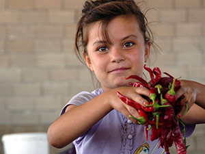 Tanıtıcı Bitkimizin Hasadı Başladı