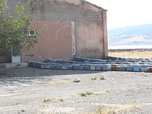 Arıcılık Bölümü Eğitime Açıldı(!)