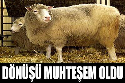 Dolly’nin Dönüşü