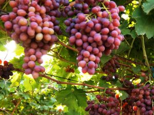 Bu Üzümü Yiyen Başka Üzüm Yemiyor