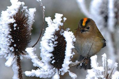Avrupa Soğuktan Ölüyor