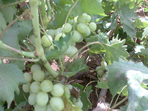 Soyadını Taşıyan Üzüm Ve Gül Yetiştirdi