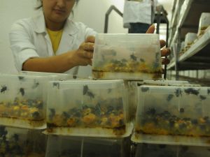 Üretici İçin Bombus Dönemi