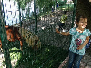 Midilli Ve Cüce Keçiler Çocukların İlgi Odağı Oldu