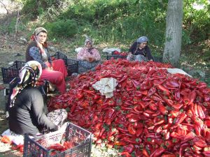 Çanakkale’den Avrupaya Kapiya Biberi İhracatı