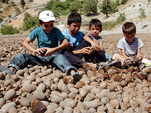 Orman Köylüsünün Gelir Kapısı; Kozalak
