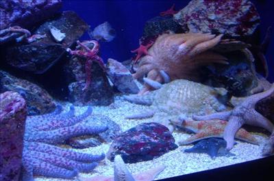 İltihap Tedavisinde Denizyıldızı Kullanılacak