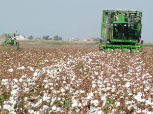 Çukobirlik Kütlü Pamuk Alım Fiyatlarını Açıkladı