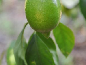 Limon Hasadı Tatlı Başladı