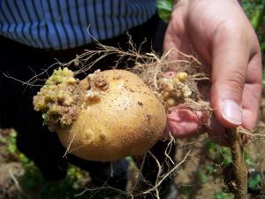 Kumru’da Patatesler Hastalıklı Çıktı