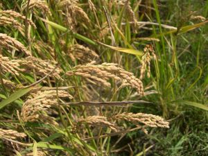 Bafra Ovasında Çeltik Hasadı ‘sancılı’ Başladı