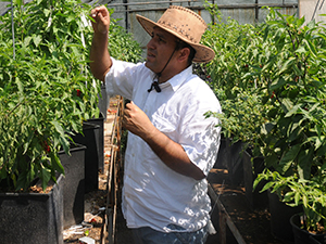 Kırmızıbiber Üreticilerini Rahatlatacak Proje