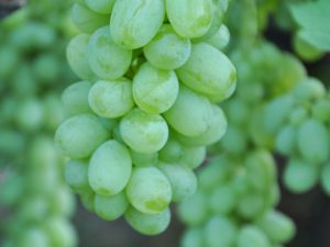 Üzümde Kaliteyi Yakalayan Üretici Fiyat Bekliyor