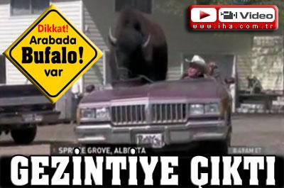 Bufalo, üstü açık arabayla gezintiye çıkarsa...