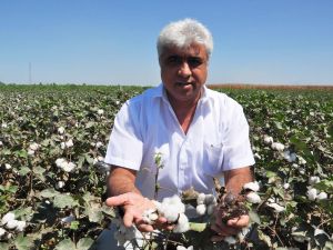 Zmo Pamukta Maliyeti Belirledi