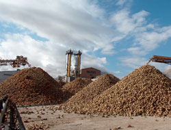 Şeker fabrikasında 26.  kampanya dönemi bitti