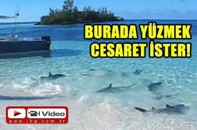 Burada Yüzmek Cesaret İster