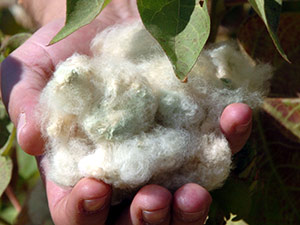 Bu Pamuk Hem Çevreci Hem De Renkli