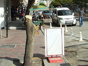 Ağaç Kesen Esnaf Encümene Havale Edildi