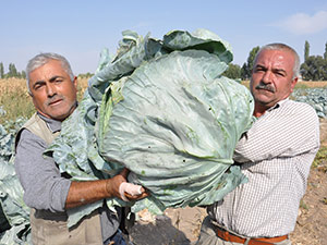 Elbistanda Lahana Hasadı Başladı