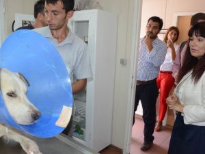 Sokak Hayvanları Şiddet Görmesin