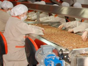 İlk Ayda 35 Bin 828 Ton Fındık İhraç Edildi