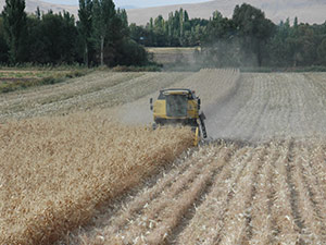 Elbistan’da Dane Mısır Hasadı Başladı