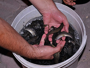 Ceyhan Nehrine Kırmızı Benekli Alabalık Bırakıldı