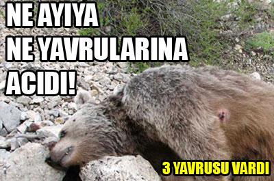 3 yavrusu olan ayıyı vurdu!