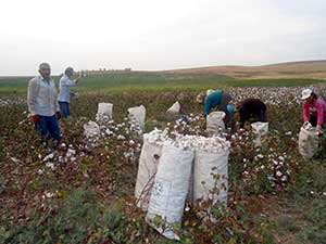 Samsat’ta Pamuk Hasadı Başladı