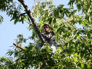 Sarıgöl’de 600 Ton Kestane Rekoltesi Bekleniyor