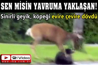 Anne geyik terör estirdi!