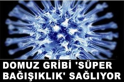 Domuz gribi süper bağışıklık sağlıyor